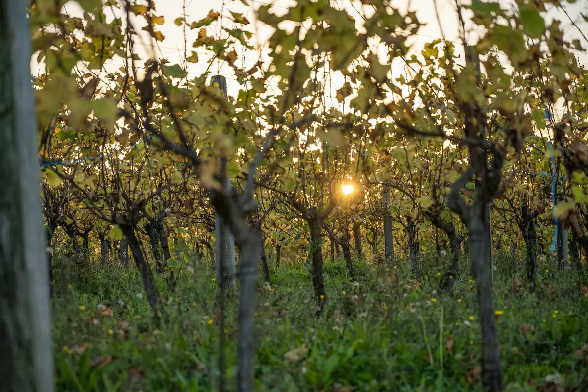 Vineyard rows along the 290 Wine Trail outside Fredericksburg, Texas